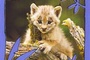 Affiche du film Les bébés animaux de la forêt d'Europe