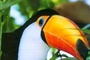 Affiche du film Guyane : l'espace nature