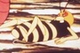 Affiche du film Maya l'abeille - le film
