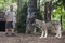 kevin-james-et-le-loup-jpg