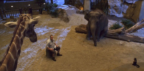 kevin-james-la-giraffe-et-l-elephant-jpg