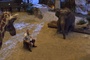 kevin-james-la-giraffe-et-l-elephant-jpg
