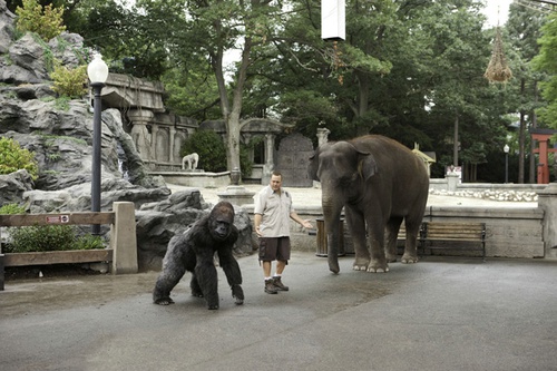 le-gorille-kevin-james-et-l-elephant-jpg