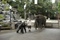 le-gorille-kevin-james-et-l-elephant-jpg