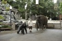 le-gorille-kevin-james-et-l-elephant-jpg