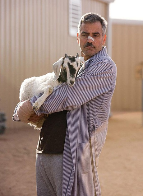 george clooney une ch  vre dans les bras
