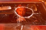 nicolas cage dans les flammes