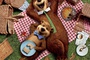 Yogi Bear, poster teaser