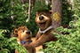 Yogi dans la forêt