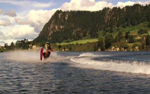 Yogi fait du ski nautique