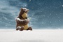 photo du film l ours et le magicien