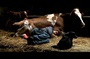 photo du film coeur animal