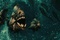 piranhas