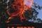 Affiche du film La Terre de la folie