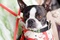 le-chien-dans-le-plan-b-jpg