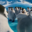 la danse des pingouins de Happy Feet 2