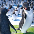 film-de-george-miller-happy-feet-2-jpg