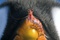happy-feet-2-avec-mumble-jpg