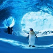 happy-feet-2-la-suite-jpg