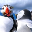happy-feet-2-le-film-de-george-miller-jpg