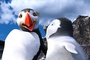 happy-feet-2-le-film-de-george-miller-jpg
