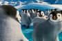 la-danse-des-pingouins-happy-feet-2-jpg