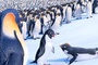 la-suite-de-happy-feet-happy-feet-2-jpg