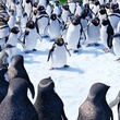 les-manchots-de-happy-feet-2-jpg