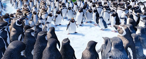 les-manchots-de-happy-feet-2-jpg