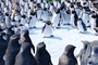 les-manchots-de-happy-feet-2-jpg
