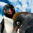 des pingouins pour Happy Feet 2