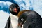 des pingouins pour Happy Feet 2