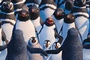 rassemblement-des-pingouins-happy-feet-2-jpg
