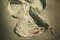 affiche teaser am  ricaine 4