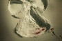 affiche teaser am  ricaine 4