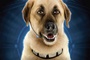 affiche alpha dog