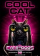 affiche cool cat