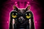 affiche cool cat