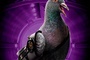 affiche stool pigeon