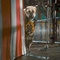 chiens et chat en   quipe - Comme chiens et chats - La revanche de Kitty Galore 