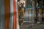 chiens et chat en   quipe