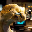 un chien prenant une photo