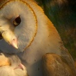 deux chouettes se faisant un calin