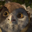 le chef des chouettes