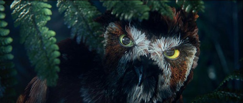 un vieil hibou