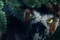 un vieil hibou