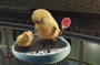 des poussins