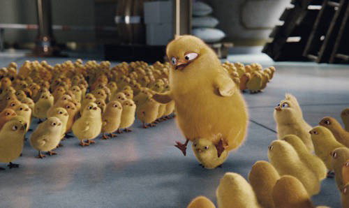 poussins-jpg