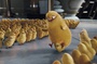 poussins-jpg