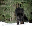 un-loup-noir-jpg